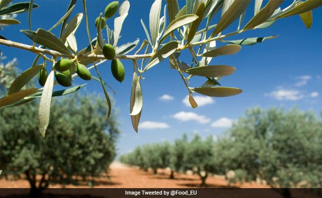 Italy Can Fell Diseased Olive Trees: European Union Court  To Commission