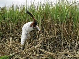 Russia's Uralkali Hopes Producers Will Sign New Supply Deal With India In June Russia's Uralkali Hopes Producers Will Sign New Supply Deal With India In June