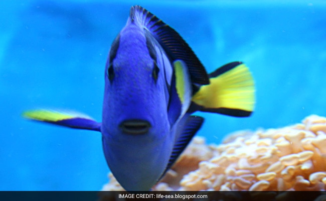 Stop Finding Dory: Welfare Body Tells People Buying 'Blue Tang' Fishes