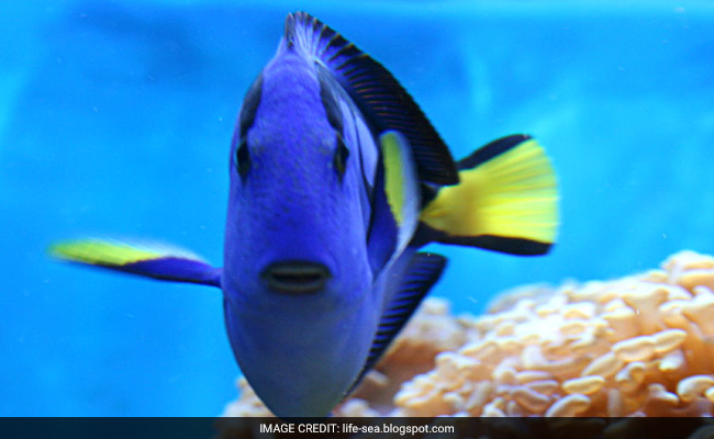 Stop Finding Dory: Welfare Body Tells People Buying 'Blue Tang' Fishes