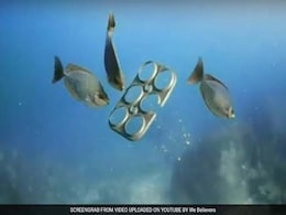 Mexico Bans Gillnets To Protect Endangered Porpoise Mexico Bans Gillnets To Protect Endangered Porpoise