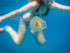 This Fish Trapped Inside a Jellyfish is Now Famous After Photos Go Viral