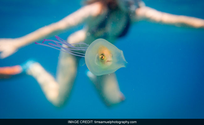 This Fish Trapped Inside a Jellyfish is Now Famous After Photos Go Viral