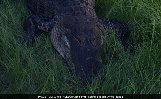 Florida Man Shoots Gator. Then The Gator Bites His Son.