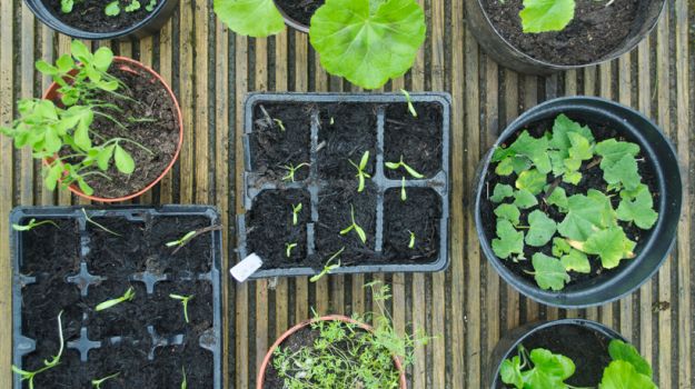 How the World's Most Popular Foods Have Traveled all Over the Planet