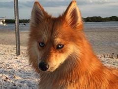 Browse This. A Dog That Looks Like The Mozilla Firefox Icon