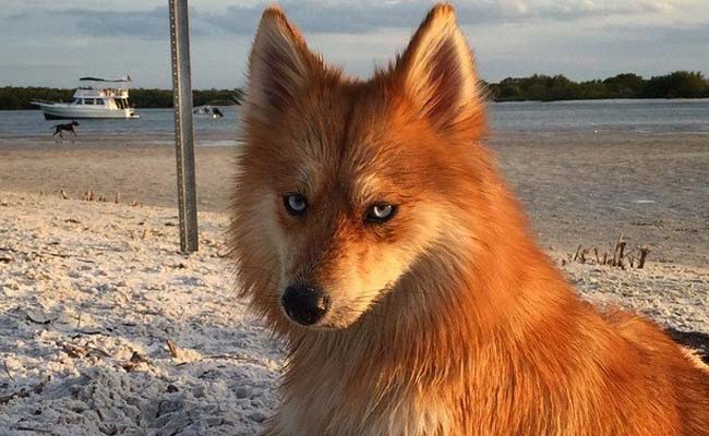 Browse This. A Dog That Looks Like The Mozilla Firefox Icon