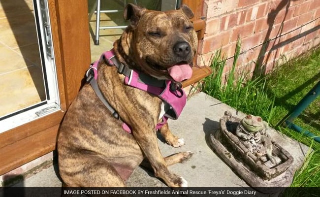'Britain's Loneliest Dog' Lands Role In Hollywood Movie