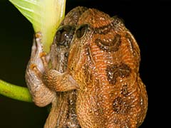 The Kamasutra, Froggy Style