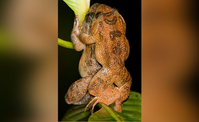 The Kamasutra, Froggy Style