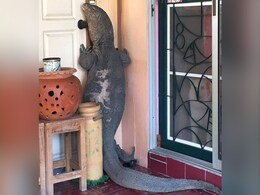 When Godzilla Comes Knocking: Huge Lizard Tries to Enter Home in Thailand When Godzilla Comes Knocking: Huge Lizard Tries to Enter Home in Thailand