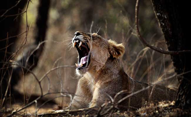 क्‍या अब यूपी में शेरों को भी पालक पनीर खाने को कहा जाएगा- कांग्रेस सांसद का योगी सरकार से सवाल