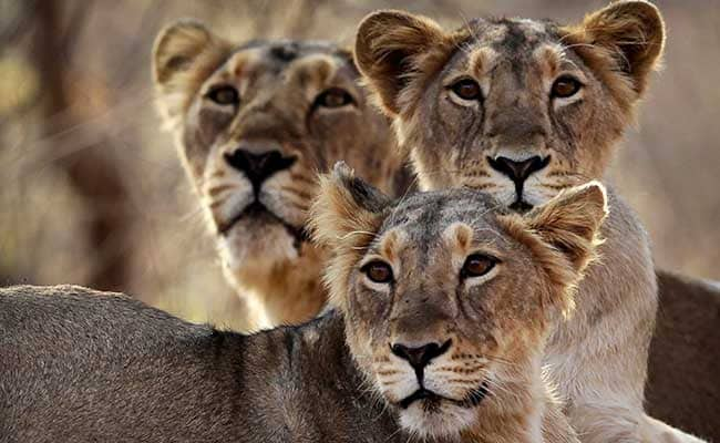 Lioness Dies In Road Accident In Gujarat