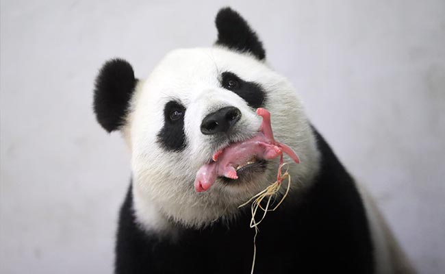 Chinese Panda Gives Birth To A Cub In Belgium