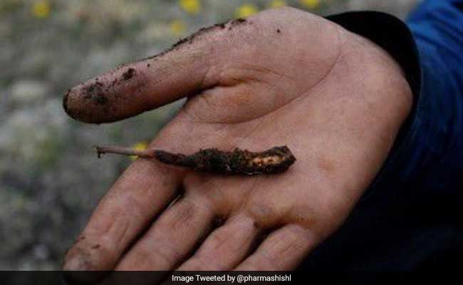 'Himalayan Viagra' Under Threat From Climate Change, Say Researchers