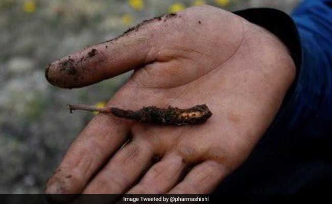 "Himalayan Viagra" Under Threat From Climate Change, Say Researchers