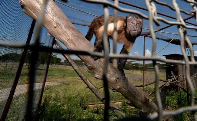 Exotic Animals From Italy's Underworld Get Second Chance