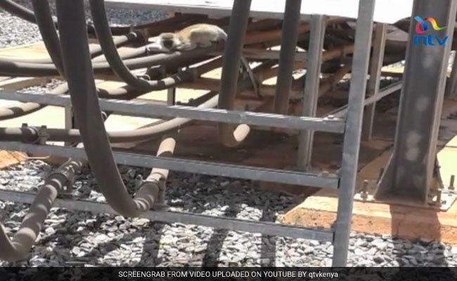 बंदर ने गुल की पूरे केन्या की बिजली, चार घंटे अंधेरे में डूबा रहा पूरा देश