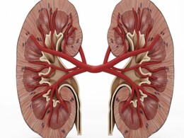 Wearable Artificial Kidney Could Replace Conventional Dialysis Wearable Artificial Kidney Could Replace Conventional Dialysis