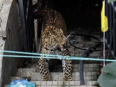 Woman Escapes From Leopard's Jaws, Falls Into Gorge In Tamil Nadu