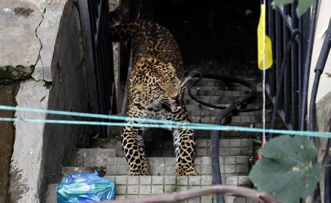 A Wild Leopard Wanders In Kathmandu Neighbourhood, Scares Residents