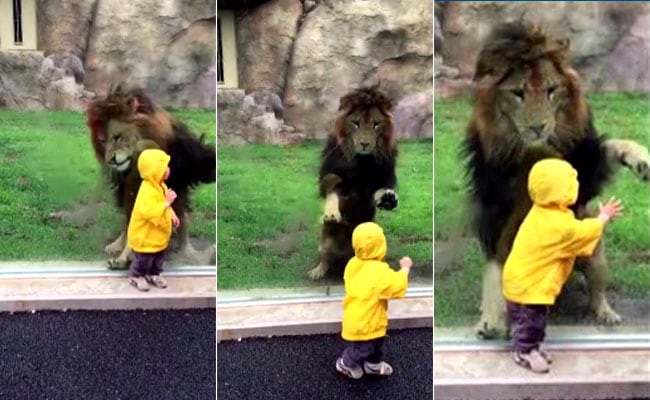 Viral Now: Heart-Stopping Moment As Lion Charges At Toddler