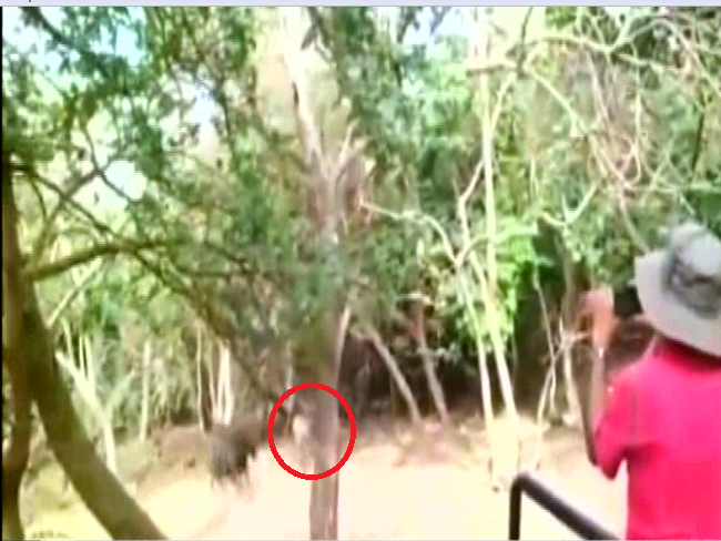जब एक भैंस से डरकर दुम दबाकर भाग खड़ी हुई शेरनी, देखिए वीडियो