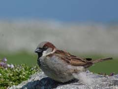 When Female Sparrows Cheat On Their Mates, Males Make Sure The Kids Suffer