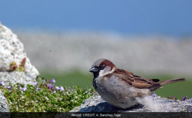 When Female Sparrows Cheat On Their Mates, Males Make Sure The Kids Suffer