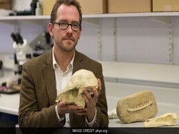 Mammals Were Almost Wiped Out With The Dinosaurs Mammals Were Almost Wiped Out With The Dinosaurs