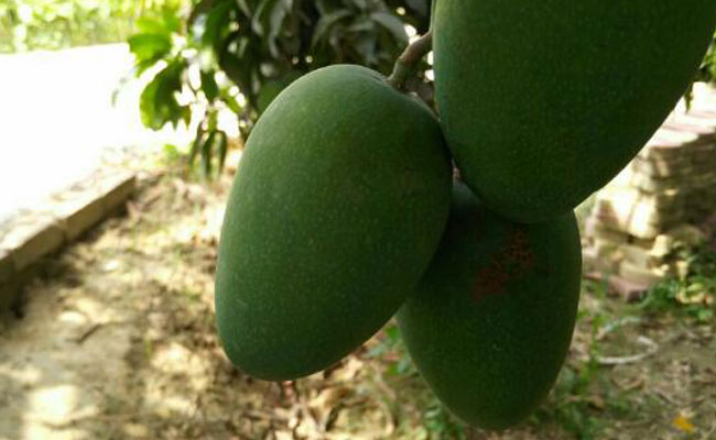 Wild Mango Could Tackle Global Chocolate Crisis: Researchers