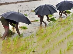 Heavy Rains In UP Has Boosted Kharif Crop Sowing: Agriculture Minister