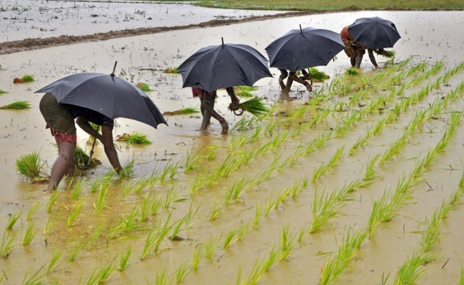 Heavy Rains In UP Has Boosted Kharif Crop Sowing: Agriculture Minister