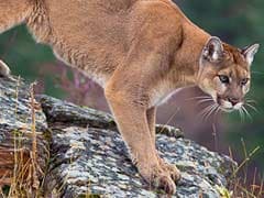 Colorado Mother Fights Off Mountain Lion That Attacked Her 5-Year-Old Son