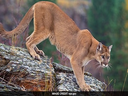 Mother Braves Attack By Mountain Lion To Save 5-Year-Old Son Mother Braves Attack By Mountain Lion To Save 5-Year-Old Son