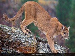 Colorado Mother Fights Off Mountain Lion That Attacked Her 5-Year-Old Son Colorado Mother Fights Off Mountain Lion That Attacked Her 5-Year-Old Son