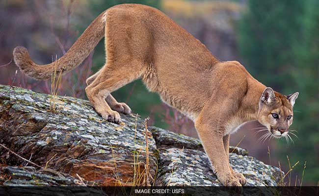 Colorado Mother Fights Off Mountain Lion That Attacked Her 5-Year-Old Son