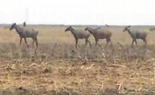 Nilgai Culling In Bihar Won't Be Stopped For Now