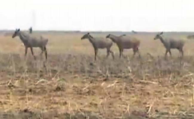 Supreme Court To Hear Plea Against Declaring Nilgai, Monkeys As Vermins