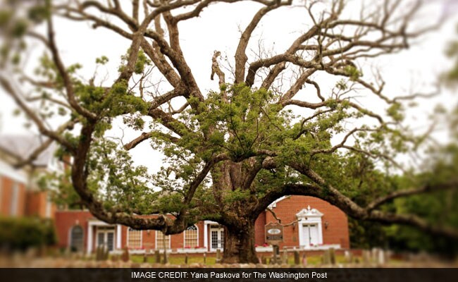 A Town Tries To Care For, And Let Go Of, Its Oldest Resident - A 600-Year-Old Oak