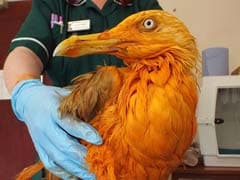 Seagull Who Fell Into Chicken Tikka Masala is Having a Worse Day Than You