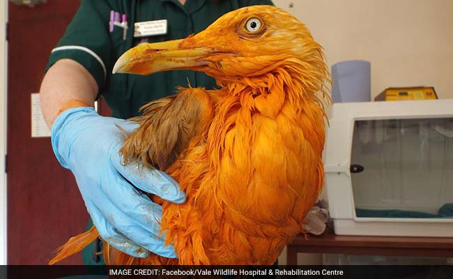 Seagull Who Fell Into Chicken Tikka Masala is Having a Worse Day Than You