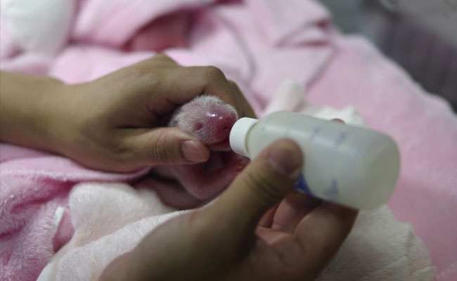 China Giant Panda Gives Birth To Twins