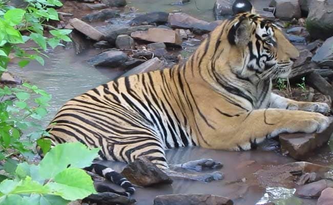 Ken-Betwa River Linking Can Drown A Chunk Of Panna Tiger Reserve