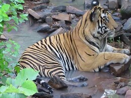 Ken-Betwa River Interlink Project Worries Wildlife Activists Ken-Betwa River Interlink Project Worries Wildlife Activists