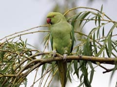 Chatty Parrot Could Help Prosecute Murder Suspect In US