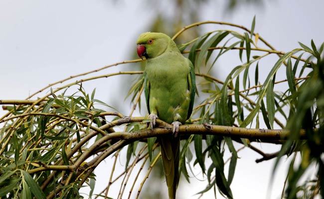 Chatty Parrot Could Help Prosecute Murder Suspect In US