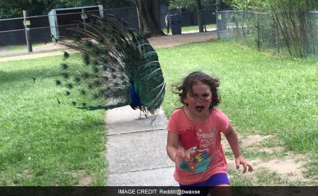 Pic of Little Girl Being Chased by Peacock Starts Epic Photoshop Battle