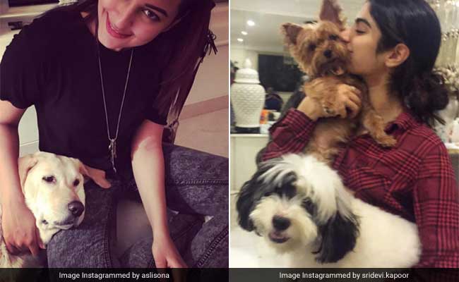 Five Star Pets Who Are As Adorable As Their Celeb Owners