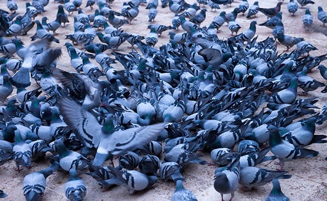 Pigeons Swarm Chennai Airport, Nomads Roped In To Shoo Them Away